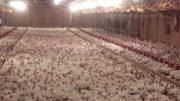 chicken-perdue-farms