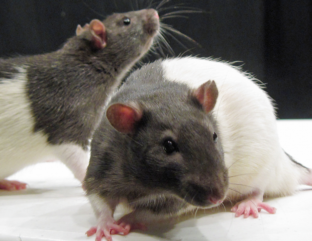 rats.png | Class Action Review